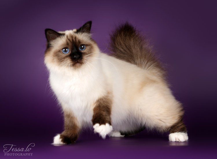 Бурманская кошка