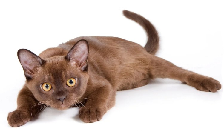 Бирманская Сиамская кошка