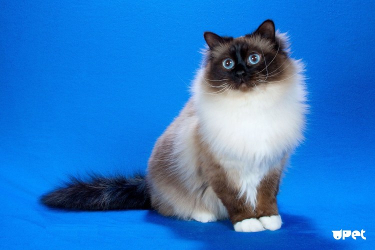 Европейская Бурма