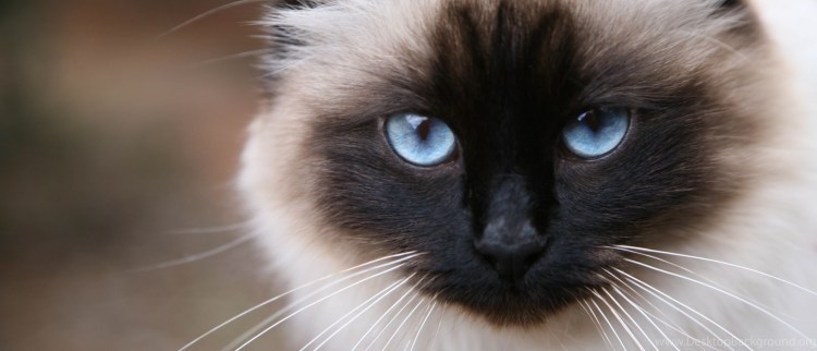 Кот породы Священная Бирма