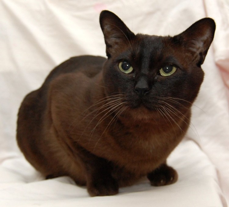 Балинезийская Рэгдолл