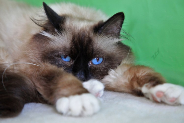 Бурманская кошка