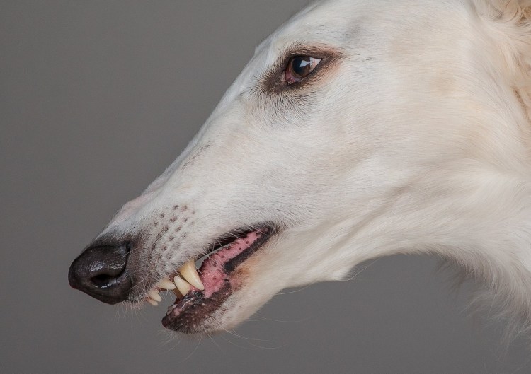 Русская борзая Эрис