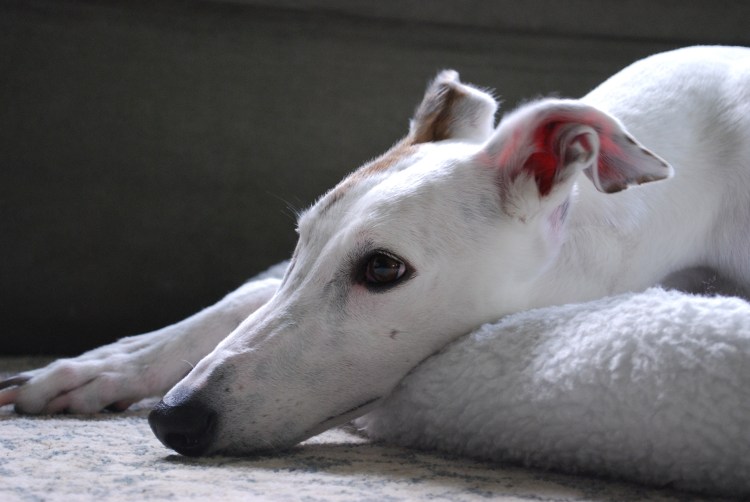 Грейхаунд белый