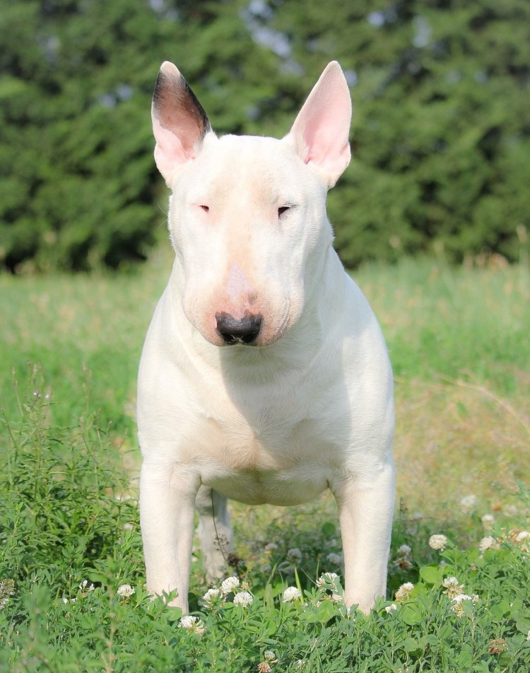 Собака бультерьер