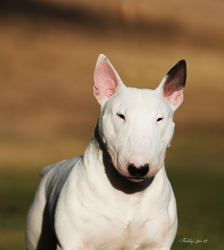 Мини бультерьер злой