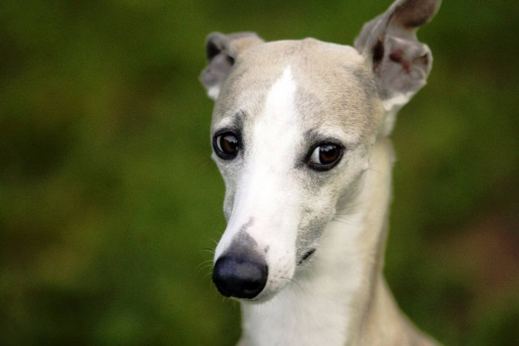 Левретка гончая борзая