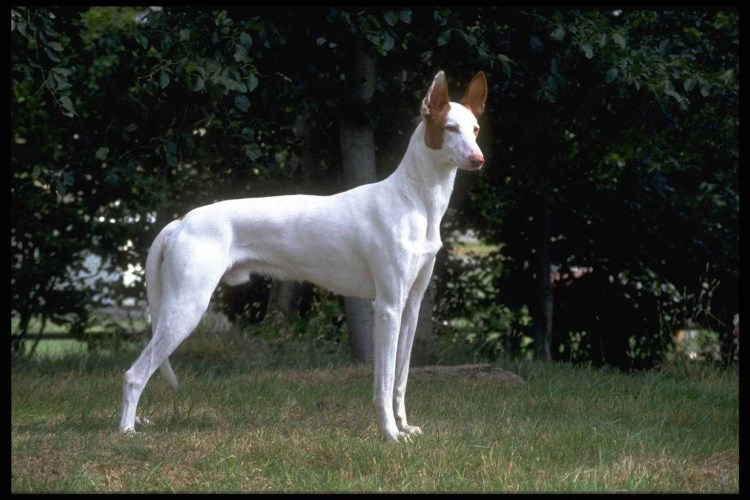 Порода бультерьер