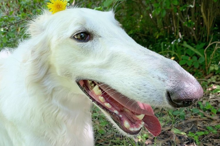 Бультерьер Хинкса