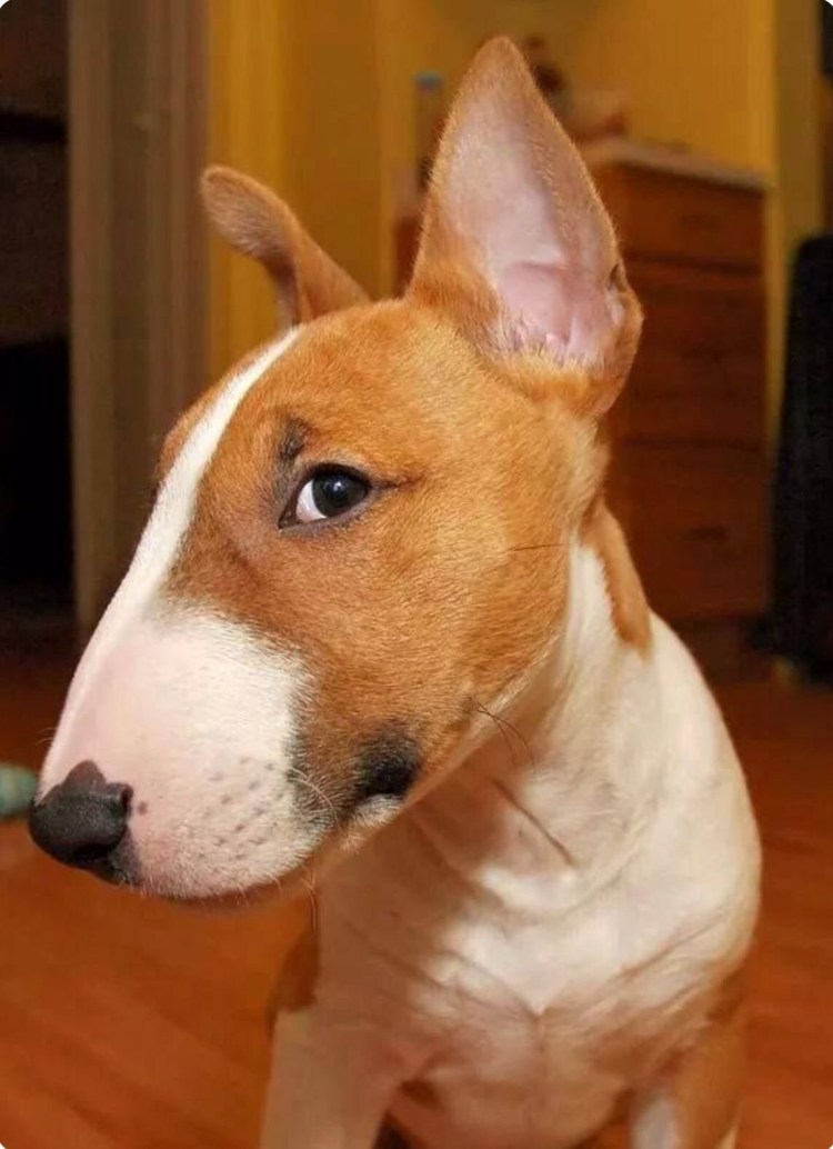 Нос бультерьера