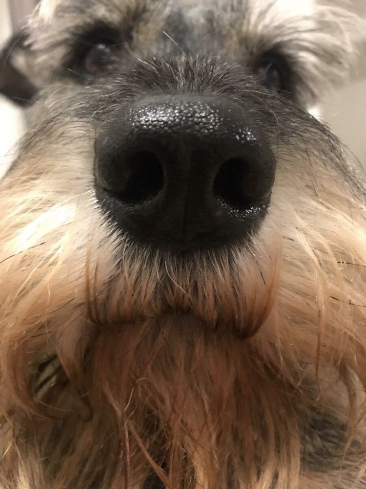 Большой собачий нос