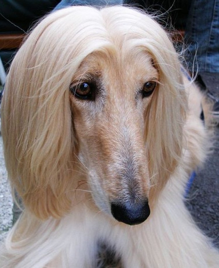 Лера Кудрявцева и Афганская борзая