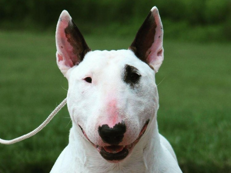 Аргентинский бультерьер