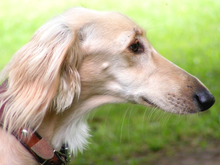 Борзая салюки