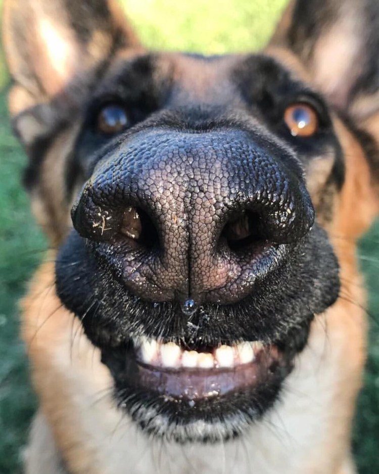 Собачий нос