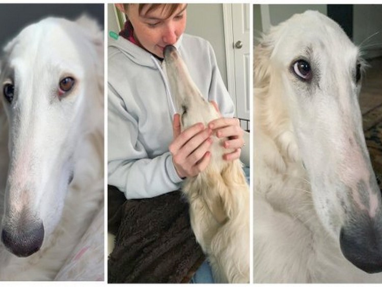 Русская псовая борзая Эрис