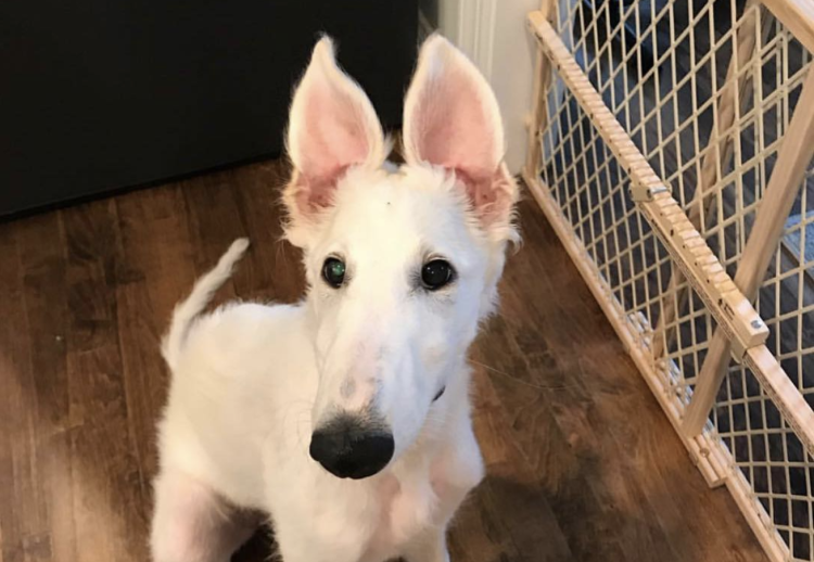 Борзая Эрис порода