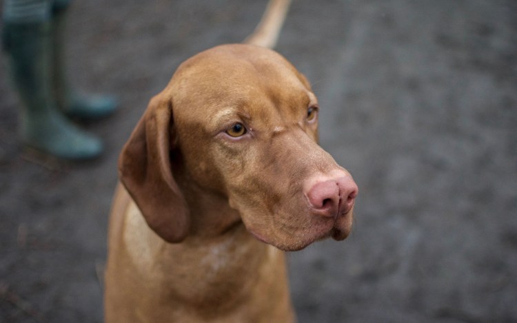 Веймаранер коричневый