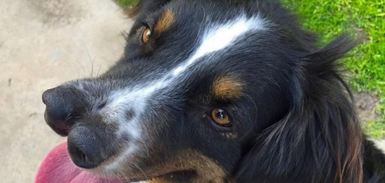 Андская тигровая гончая