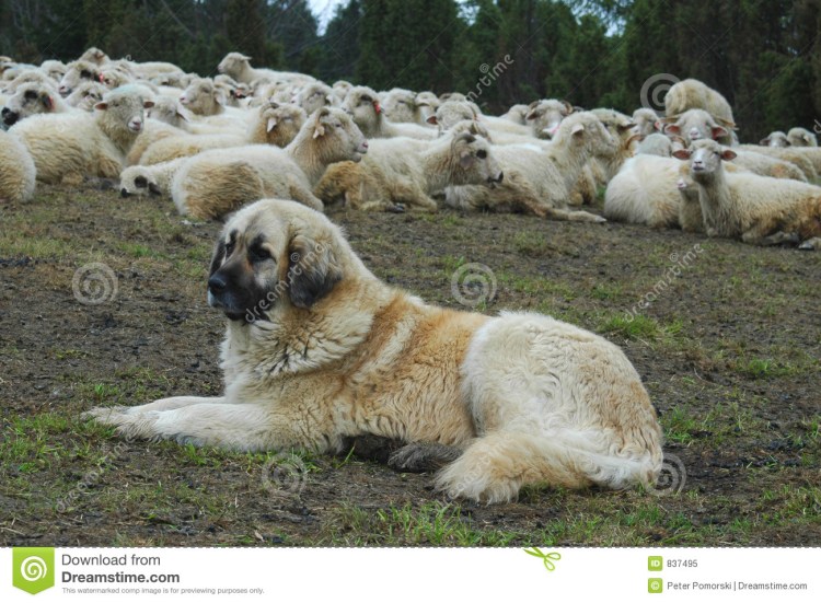 Кавказская овчарка пастух