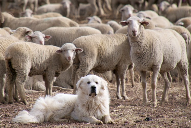 Порода собак Пастухов овец