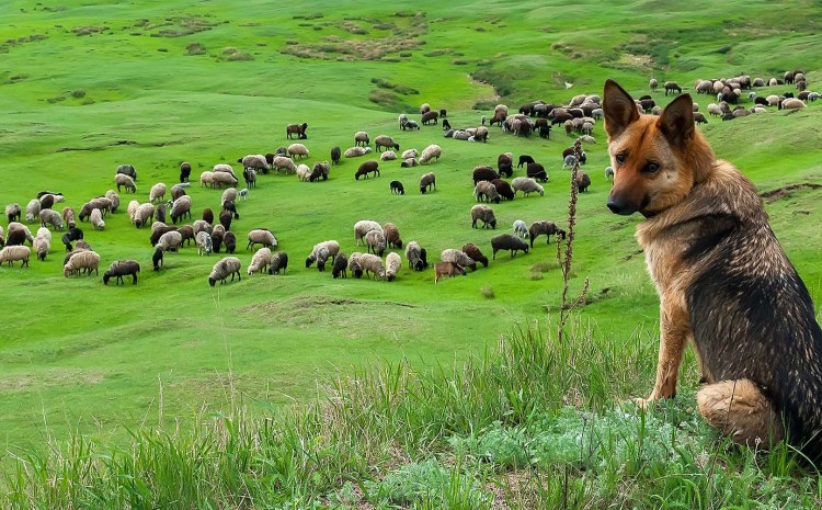 Немецкая овчарка пастьба