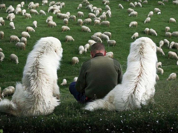 Чабан пастух