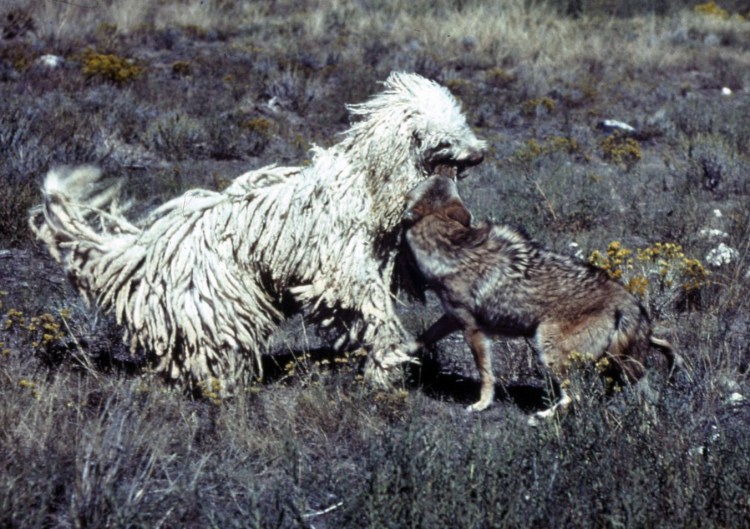 Командор пасет овец