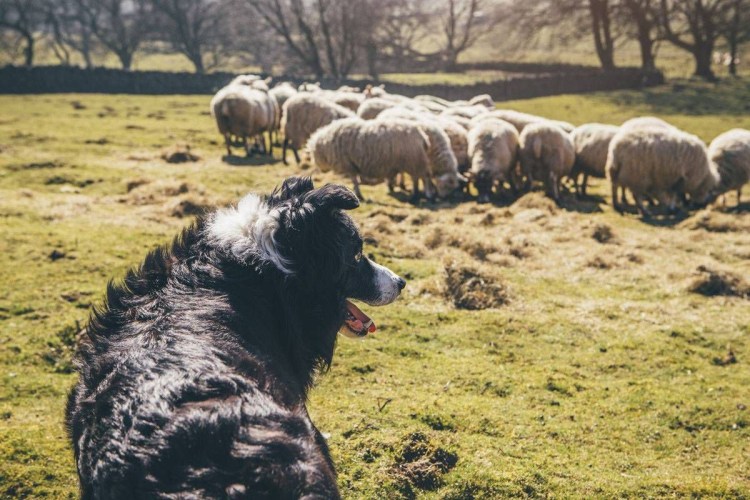 Собака которая пасет овец в Шотландии