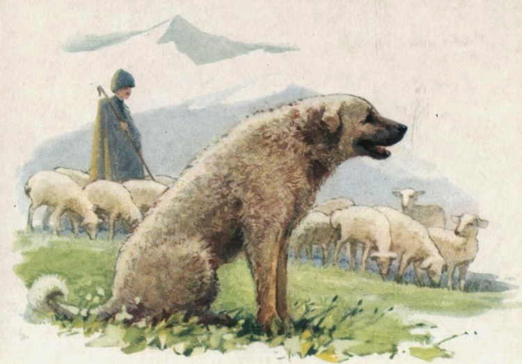 Овчар пастух