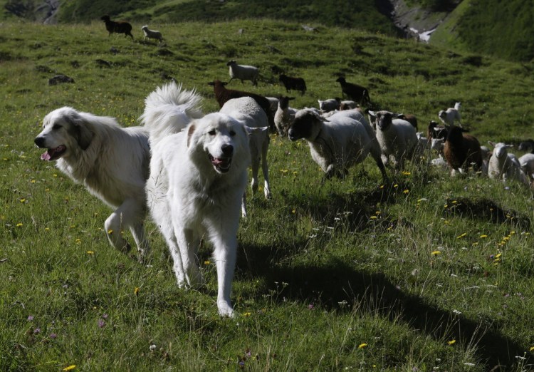 Пиренейская пастушья собака