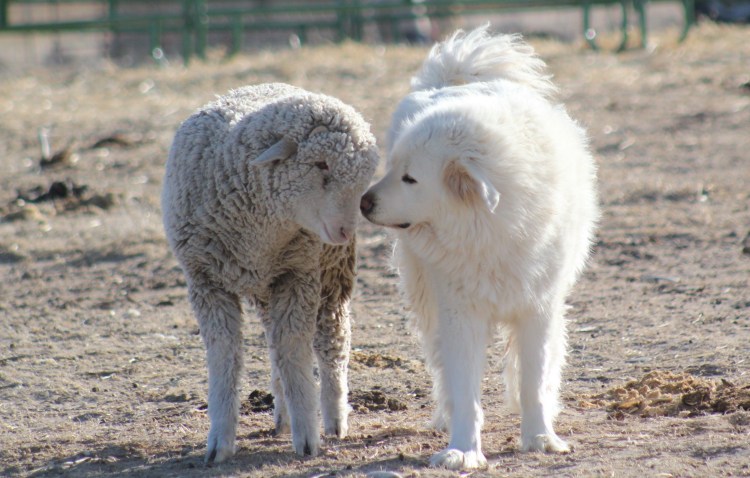 Собака овца