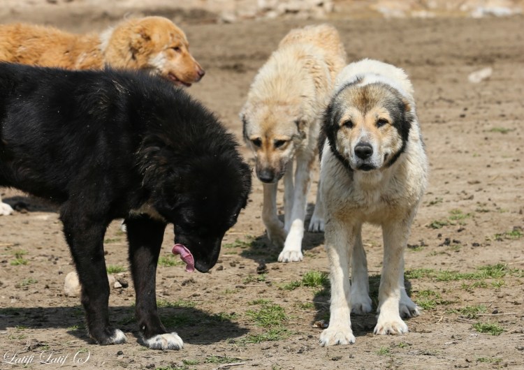 Волкодав алабай