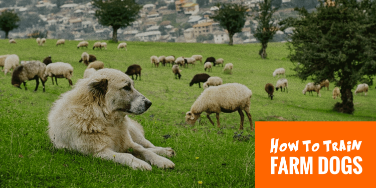 Собаки для пастбища овец