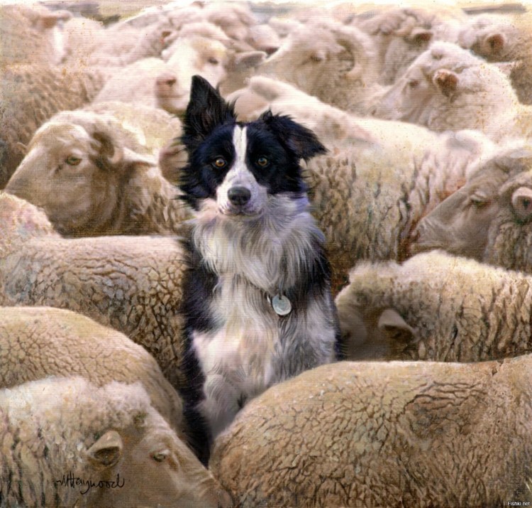 Собака бордер-колли пасет овец