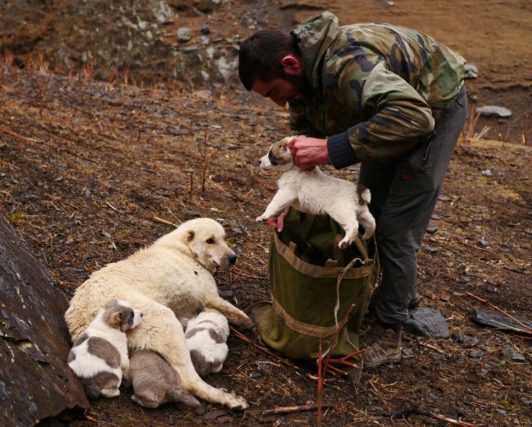 Пастух алабай и овцы