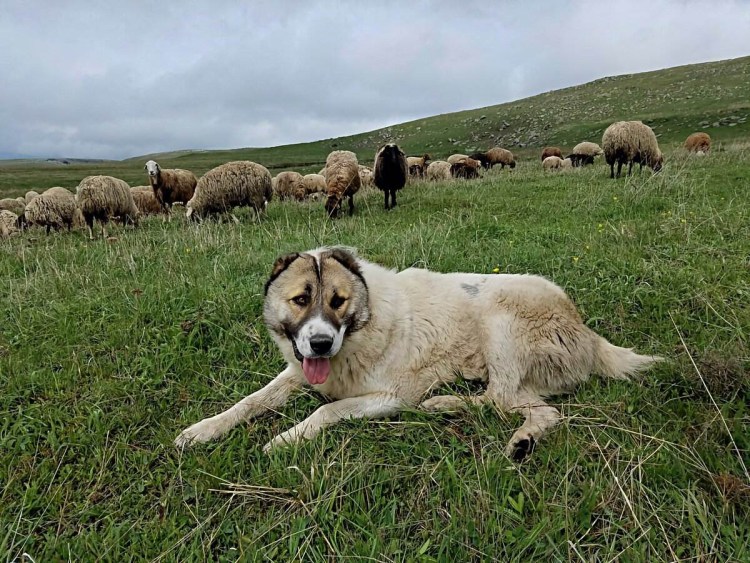 Гампр армянский волкодав