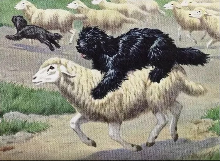 Пули – венгерская пастушья собак пасет овец