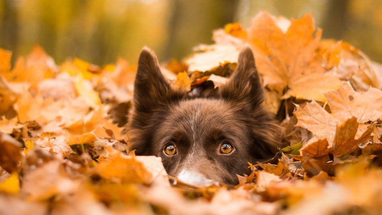 Животные осенью