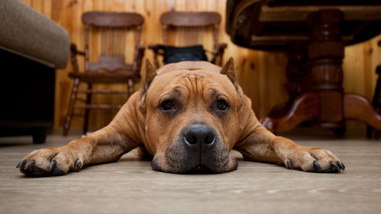 Фотообои собака