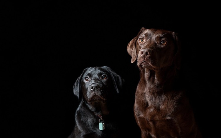 Собака на черном фоне