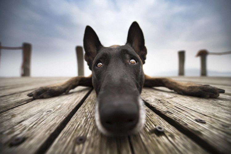 Собака макро