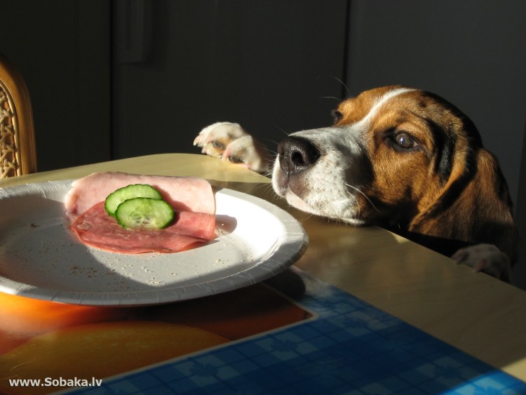 Собака ворует еду со стола
