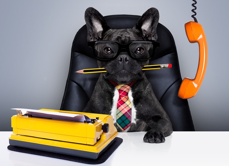 Животные на работе