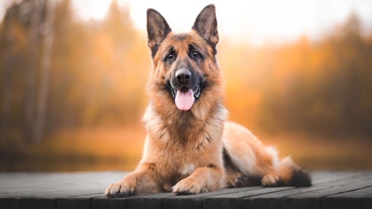 Овчарка фон