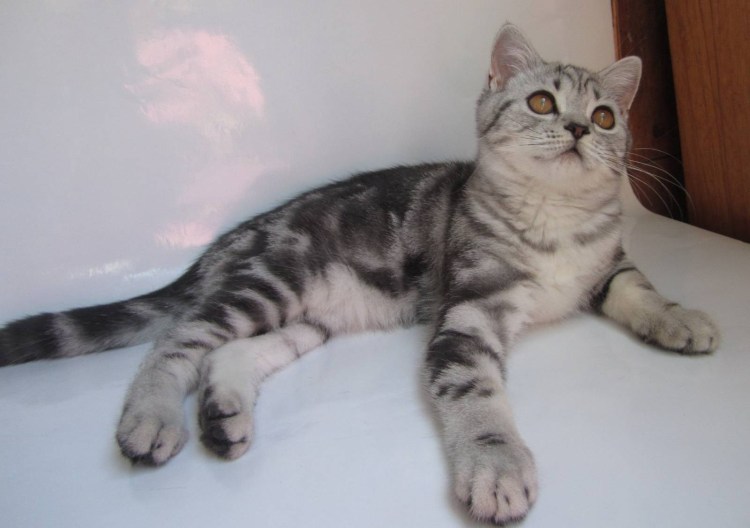 Кот шотландец прямоухий полосатый