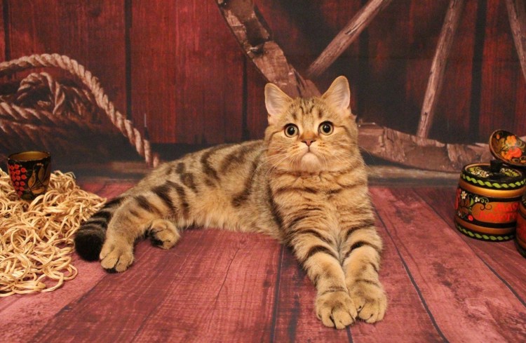 Скоттиш страйт мраморный табби