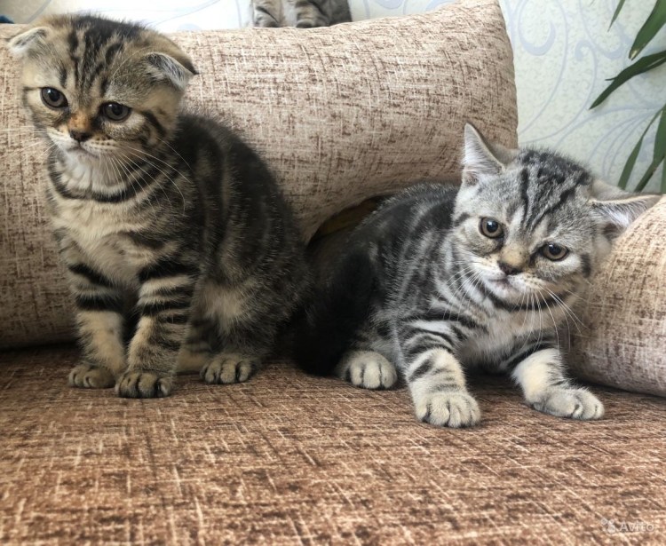 Британская кошка котята окрас табби