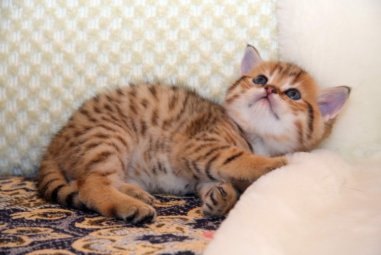 Скоттиш фолд Браун табби