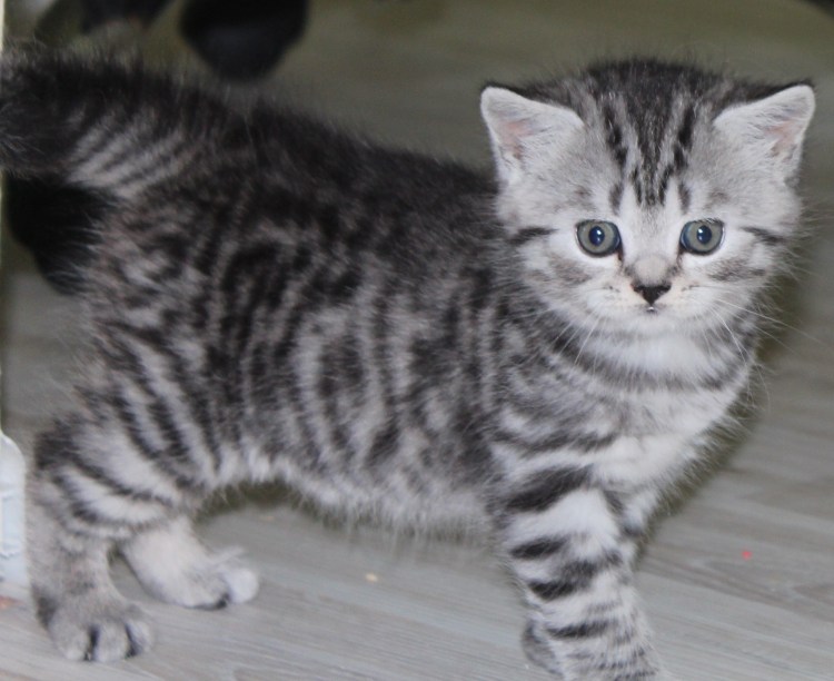 Британец Браун табби